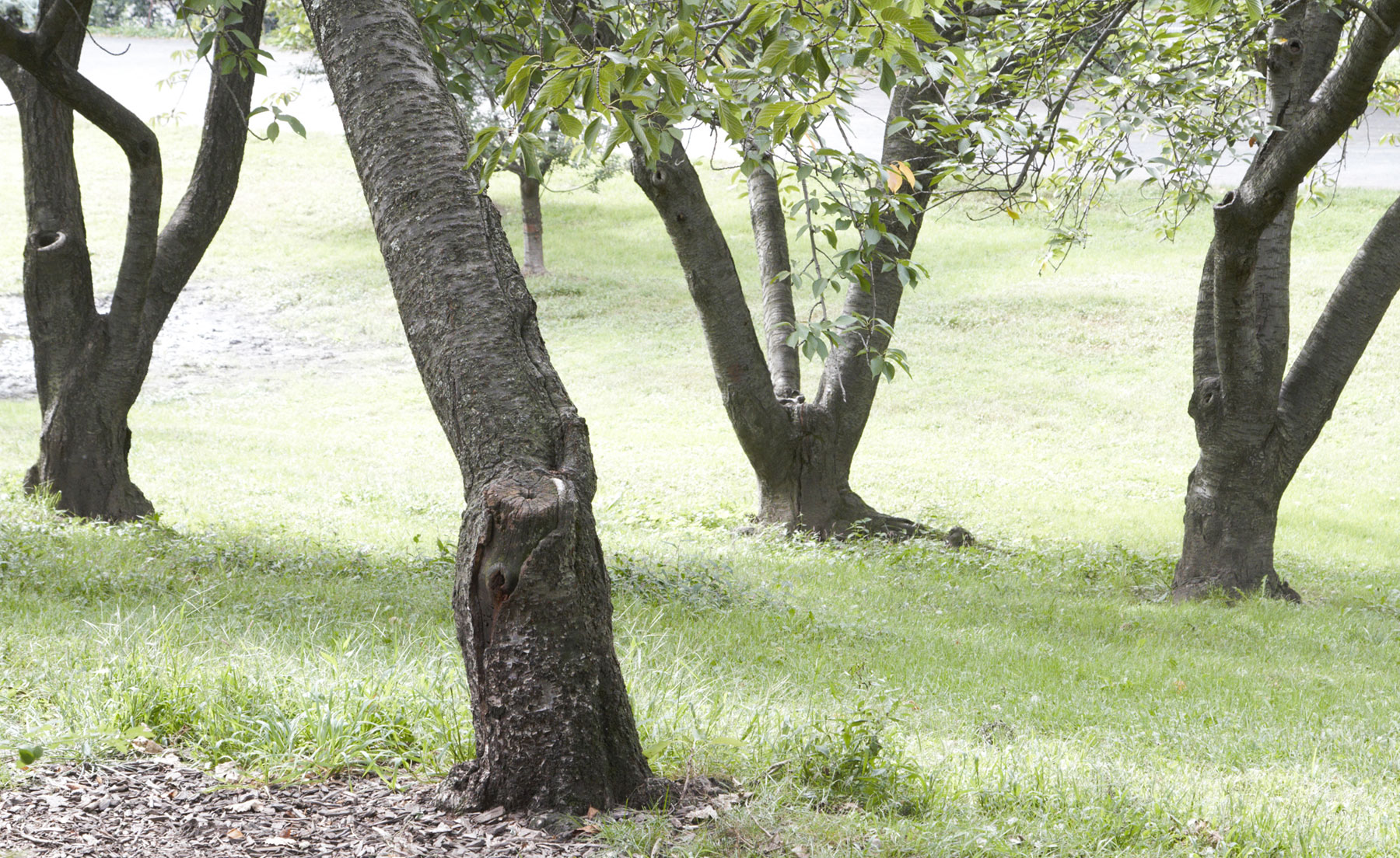 three trees in central park New York with grass sunny day